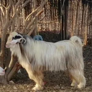 أبو حسام العامري 