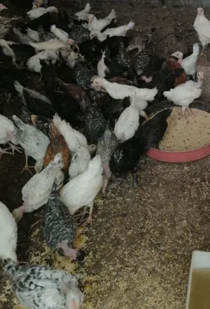 صيصان دجاج عماني للبيع عمر شهرين
