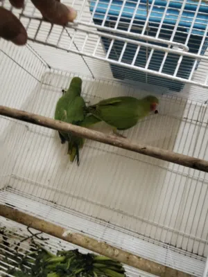 Ringneck baby sale Sharjah butina