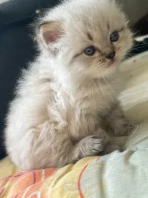 قط هيمالايا للبيع