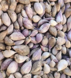 ثوم بلدي ذكر