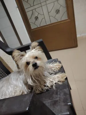 ذكر يورك شاير