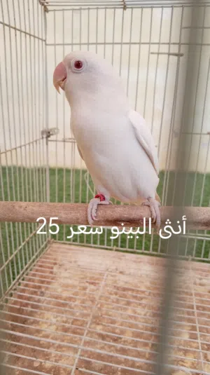 فيشر للبيع