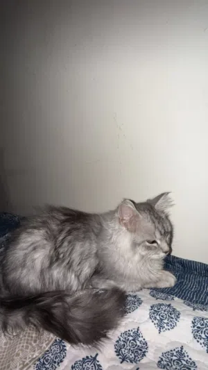 قطه للبيع أنثى عمرها 3 اشهر