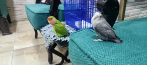 جوز عصافير مع القفص