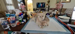 برتش قولدن شانشيلا قطط British Golden shanshila kitten