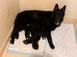 New litter black jacks pure breed