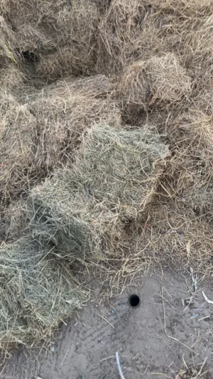البيع حشيش