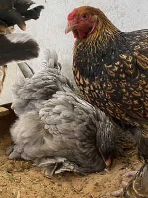 دجاجه براهما سبرايت نحاسي للبيع