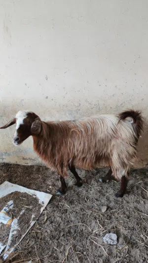 اغمام عمانيه
