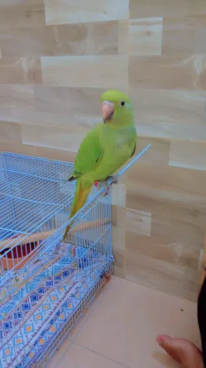 hand tamed parrot