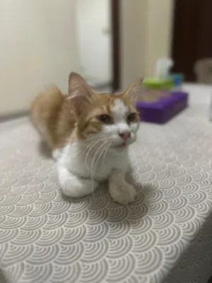 قط شيرازي ذكر عمره سنه cat male 1 ago year