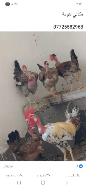 دجاج ابوركيبة للبيع