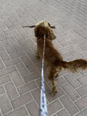 كلب كوكر