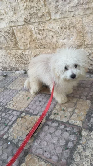 كلب مالتيز 4 اشهر