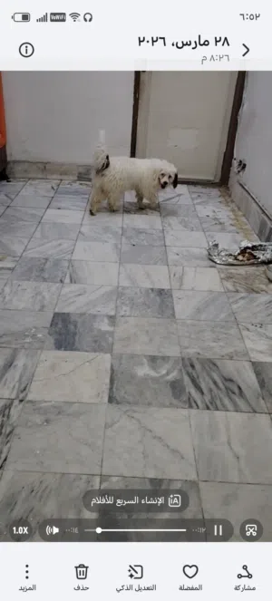 كلب ابيض ذكر