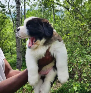 Purebred Saint Bernard Puppy Healthy, Fluffy & Ready for a Loving Home.