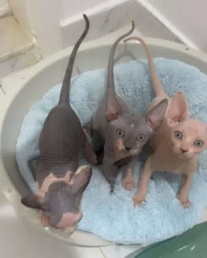 Sphynx kittens كتنز فرعوني
