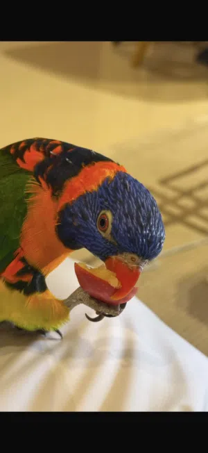 لوري للبيع