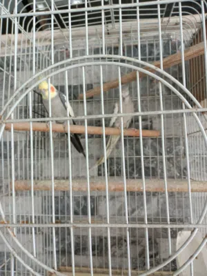 ازواج كوكتيل