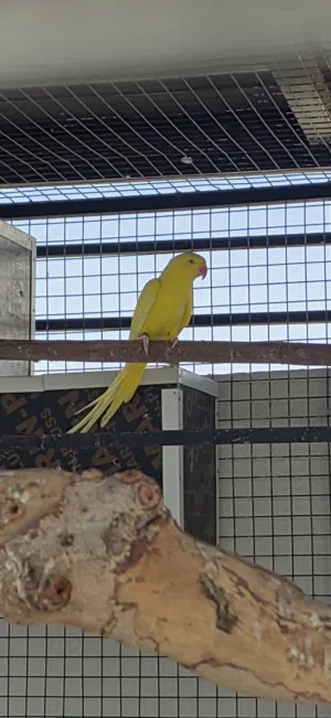 للبيع انثى دره لاتينيو منتجه منقبل العمر فوق الثلاث سنوات