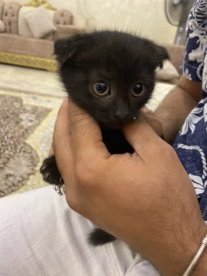 قطط سكوتش لون اسود للبيع