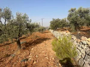 Farm Land for Sale in Jerash Soof
