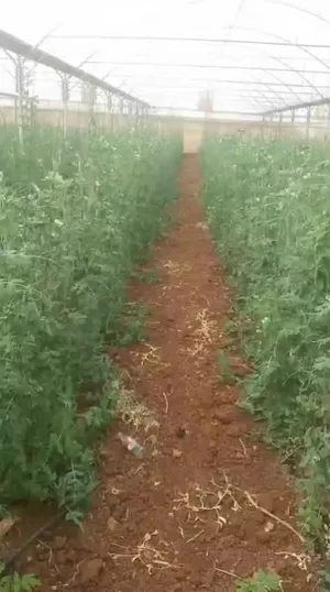 ‏خضار وفواكه‏0