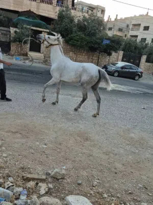 فرس بالصلاة على النبي ساغ سليم بدها خيل دم عربي