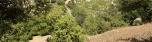 Residential Land for Sale in Bethlehem Beit Jala