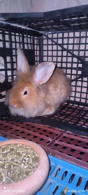 السلام عليكم ، كوبية ربي بارك . أرنب رأس الأسد (Lionhead Rabbit)