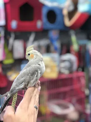 ببغاء كوكتيل للبيع