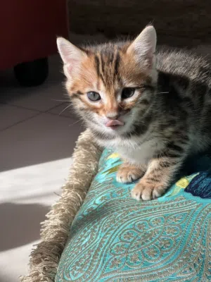 bengal kitty