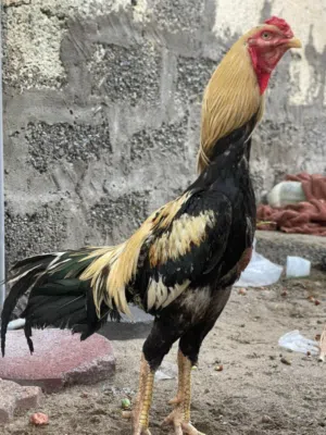 طير للبيع او البدل ايفون اكس