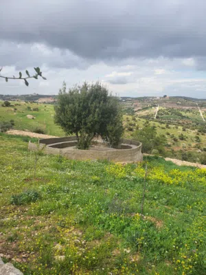 Farm Land for Sale in Ajloun Sakhra