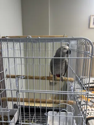 African grey parrot tamed and almost 8 month