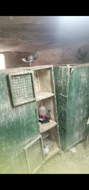 موجود جوز نوريات تحتهم فرخين مطابيع صفر نوري احمر كركند مسود مكابي ازرق بارجه طير حمام بس نازل بغيار