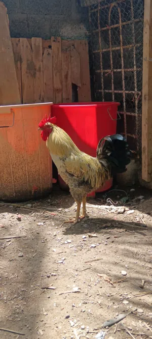 ديك فرنسي منتج حجم كبير
