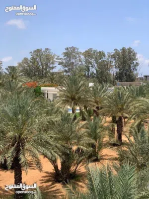 أرض   350 متر للبيع سوق الجمعة 11 يونيو خلف مقهي موتشي بالقرب من الرئسي شارع قطران وبسعر ممتاز