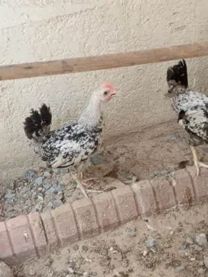 فراريج دندراوي