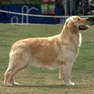 Golden retriver King size