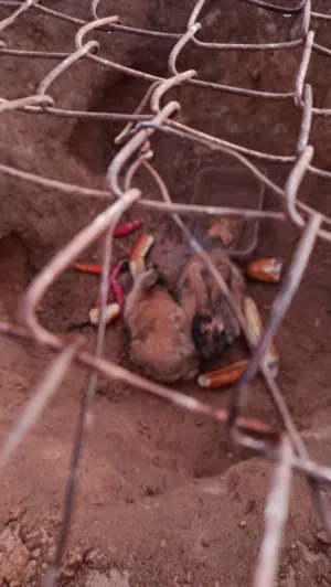 ارنب هارلي كوين كبيره للبيع