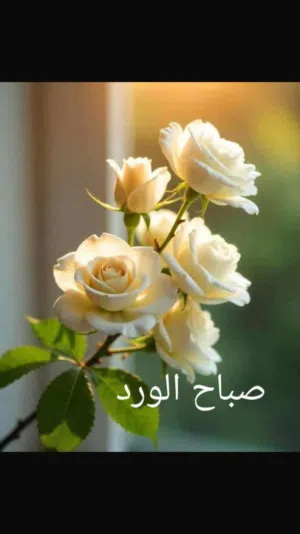 ابو محمد 