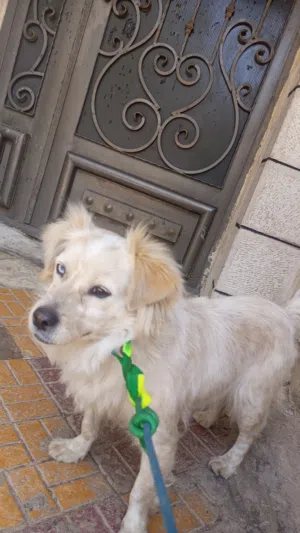 كلب زينه اقرا الوصف