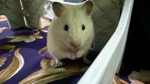 Syrian male hamster