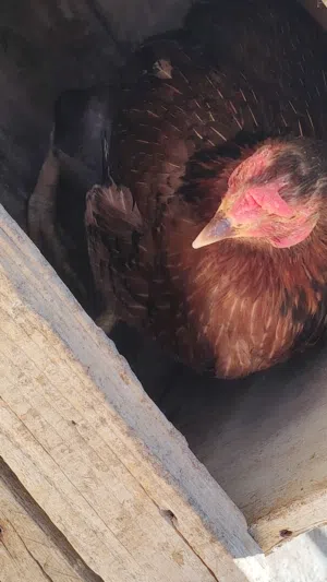 ارانب جوز جاجه بلدي قاعده