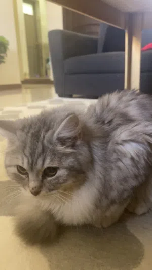 تبني قطوهثمانيه شهور
