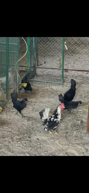 للبيع حباحب 6دجاجات 1ديج