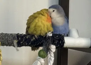 Pair of Love Birds