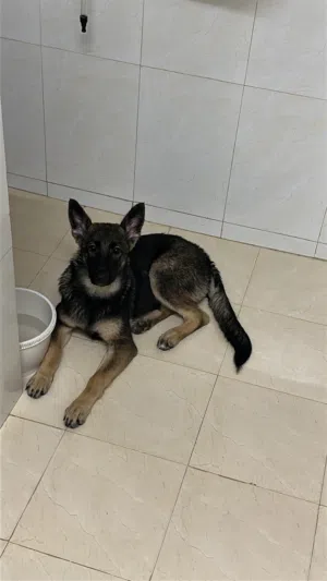 كلب جرمن عمر 4 اشهر